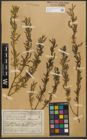 Foto von Salix purpurea L.